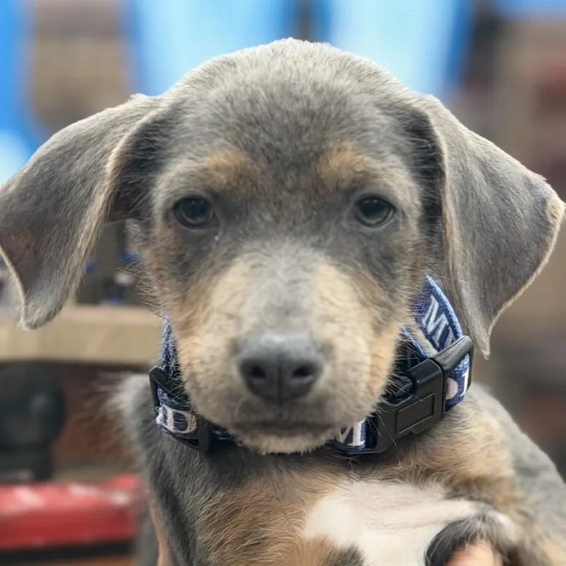A baby medium-sized male Mixed Breed dog named FWT Grayer for adoption in Midland, TX