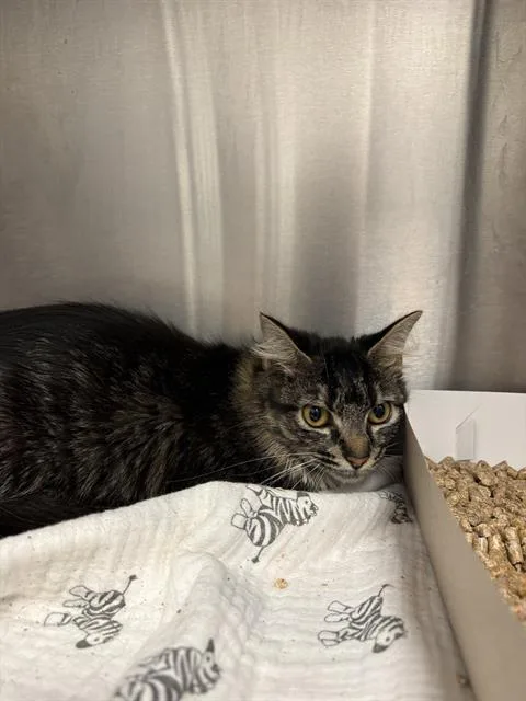 A young small-sized male Domestic Short Hair cat named Church for adoption in Indianapolis, IN