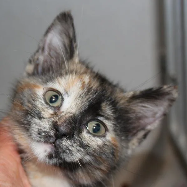 An adult small-sized female Domestic Short Hair cat named Toot Bonded Buddy for adoption in Des Moines, IA
