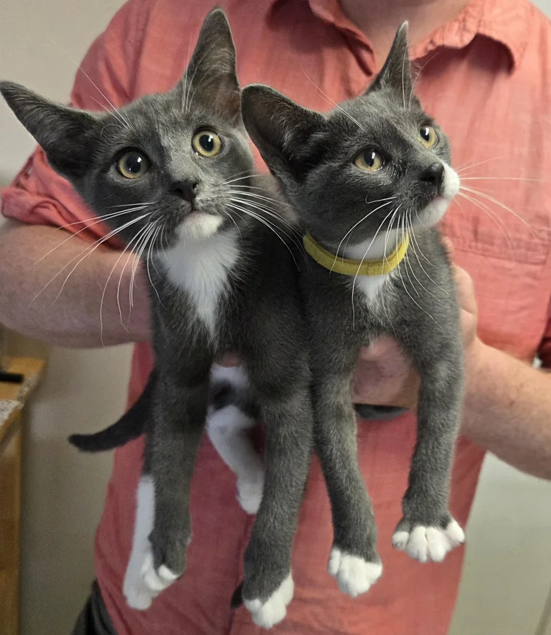 A baby medium-sized male Gray & White Domestic Short Hair cat named Roobios & Chamomile for adoption in Mansfield Center, CT