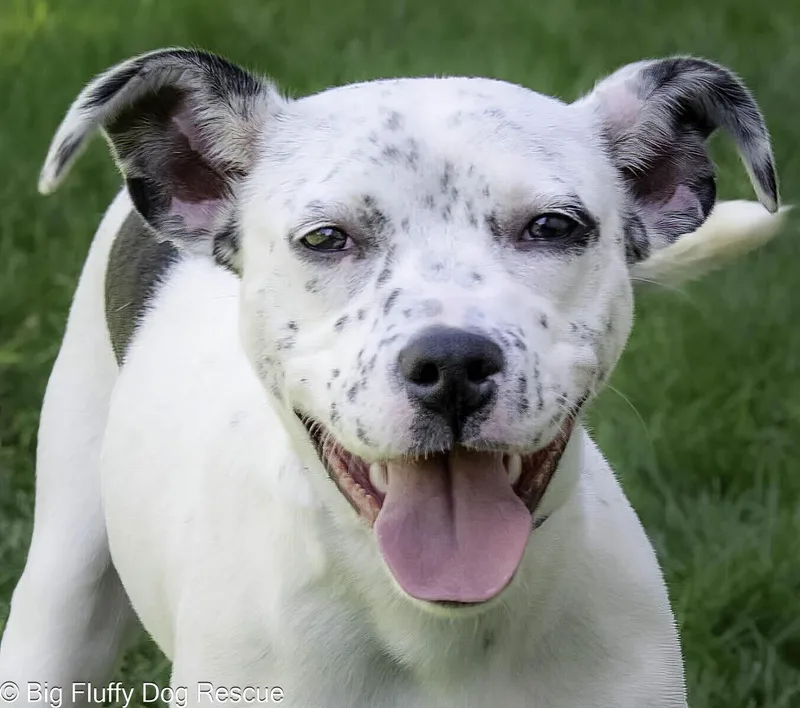 A baby medium-sized female White / Cream Australian Cattle Dog / Blue Heeler dog named Bessie for adoption in Nashville, TN