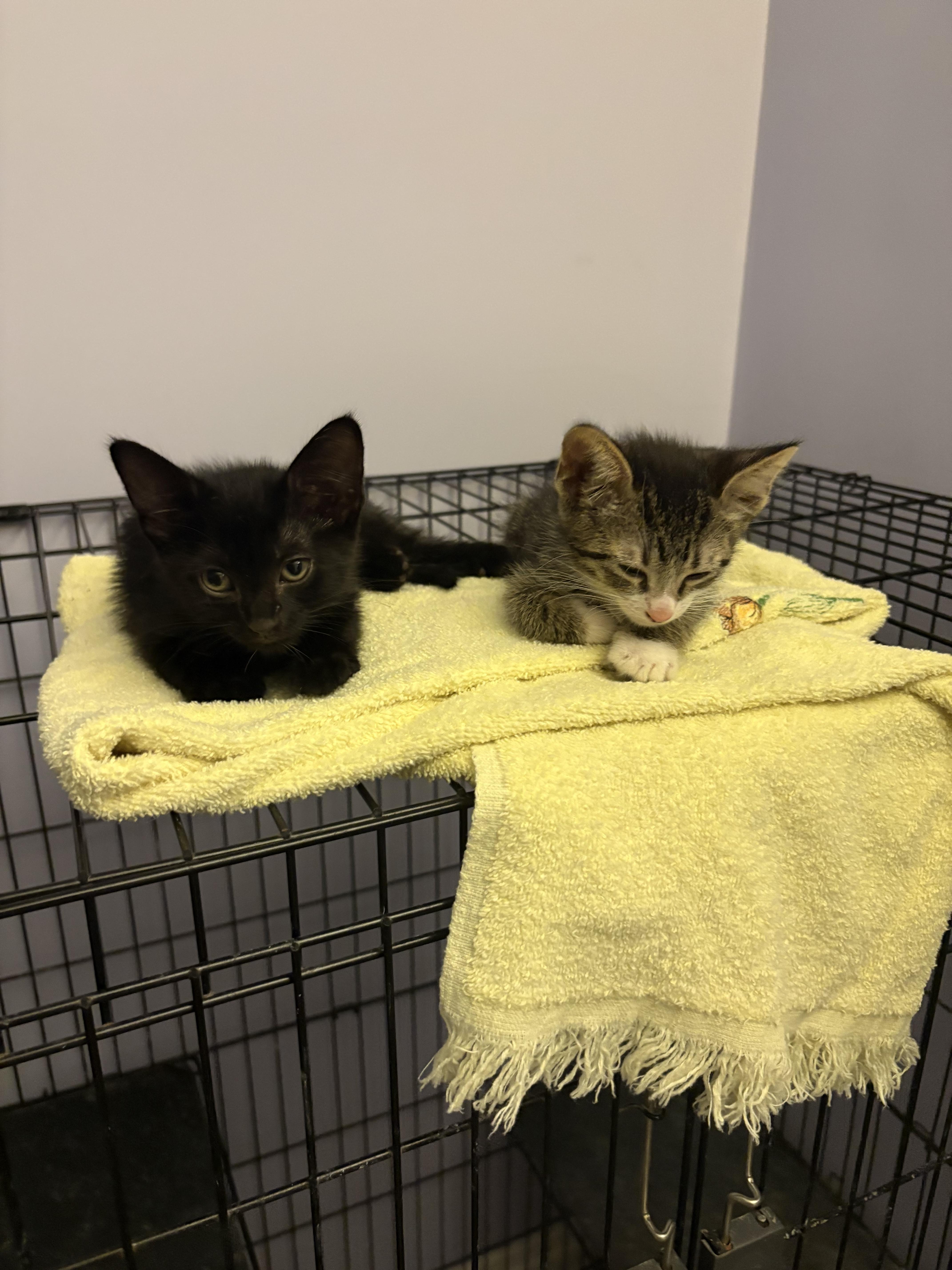 A baby medium-sized male Black Domestic Short Hair cat named Gio for adoption in Saint Pete Beach, FL
