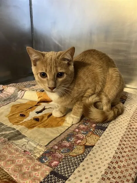 A baby small-sized female Domestic Short Hair cat named Sunni A for adoption in San Andreas, CA