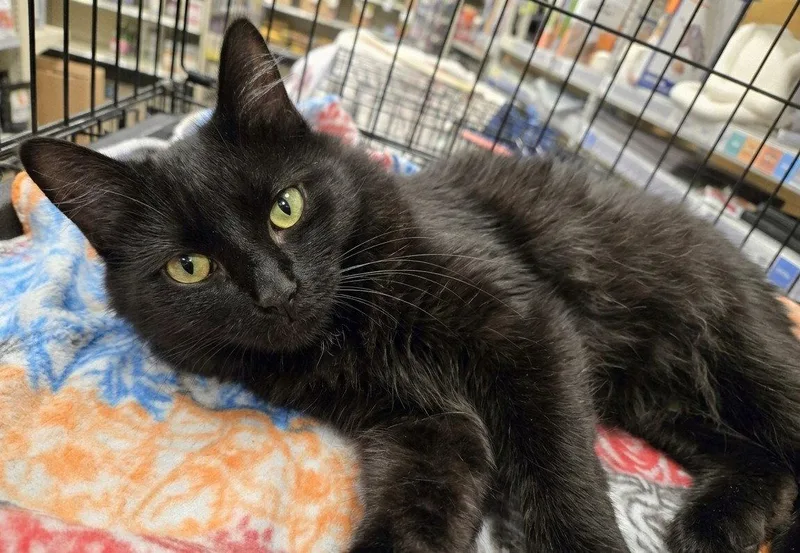 An adult medium-sized female Black Domestic Medium Hair cat named Mariah for adoption in Norwood, OH