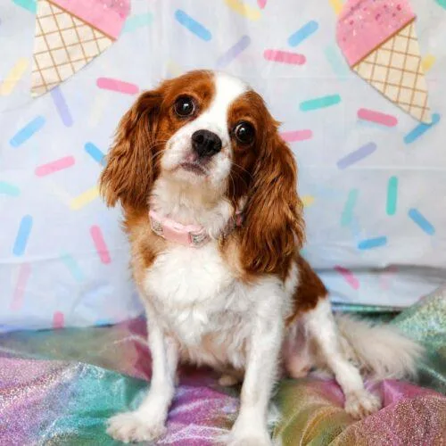 An adult small-sized female Cavalier King Charles Spaniel dog named Sundae for adoption in Broken Arrow, OK