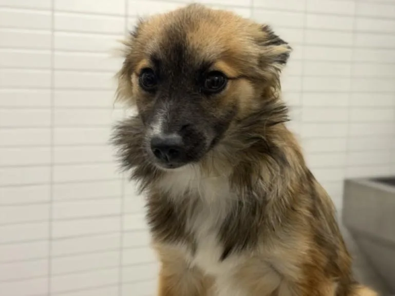 A young small-sized male Chihuahua dog named Biscotti for adoption in Los Angeles, CA