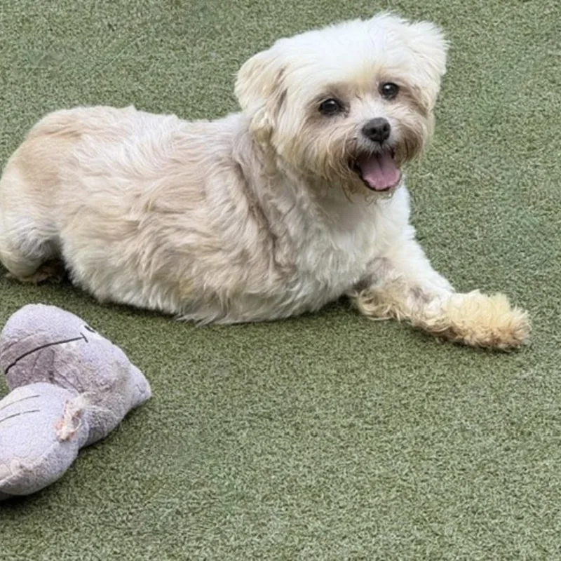 A young small-sized female White / Cream Miniature Schnauzer dog named Eloise for adoption in Norwalk, CT