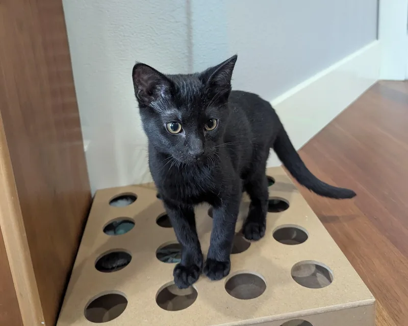 A baby small-sized female Black Domestic Short Hair cat named Moxie for adoption in Portland, OR