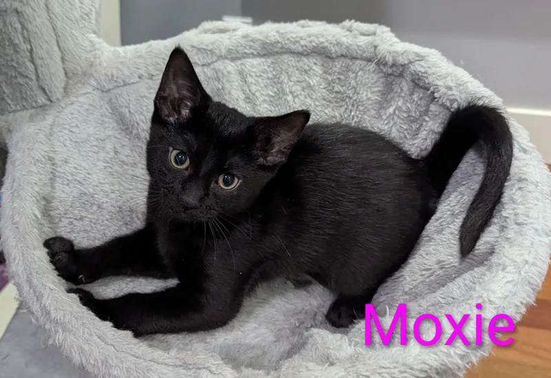 Moxie thumbnail 5