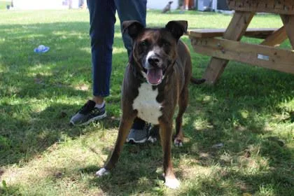 An adult large-sized female Mixed Breed dog named Josie for adoption in Kansas City, MO