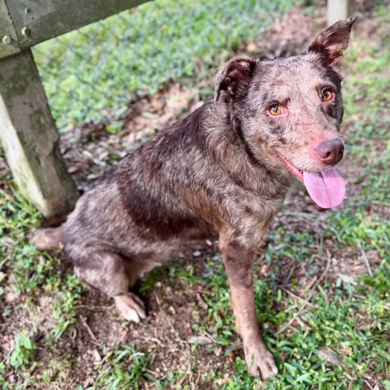 An adult medium-sized female Mixed Breed dog named Lolita for adoption in Milton, FL