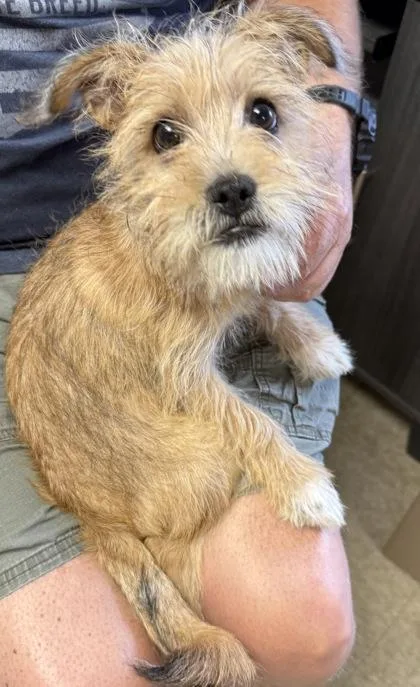 An adult small-sized male Terrier dog named Jack for adoption in St. Anne, IL