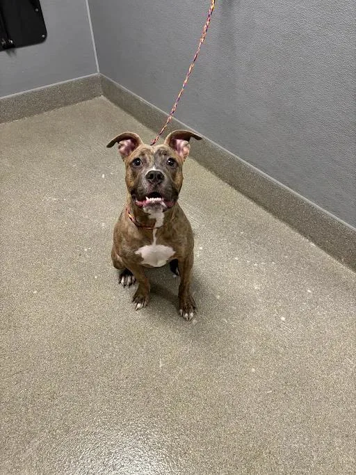 A young small-sized female Pit Bull Terrier dog named Mocha for adoption in Las Vegas, NV