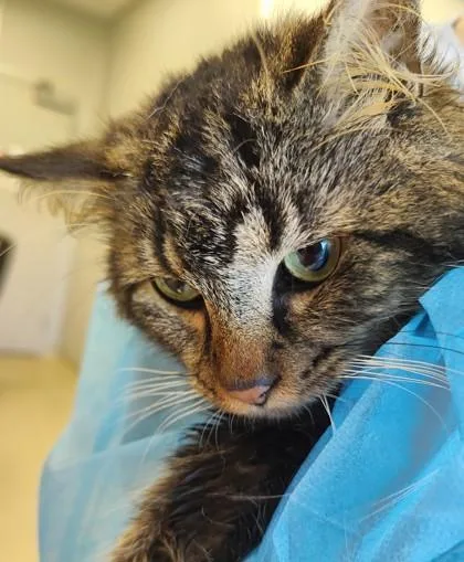 An adult medium-sized male Domestic Medium Hair cat named Odin for adoption in Lafayette, IN
