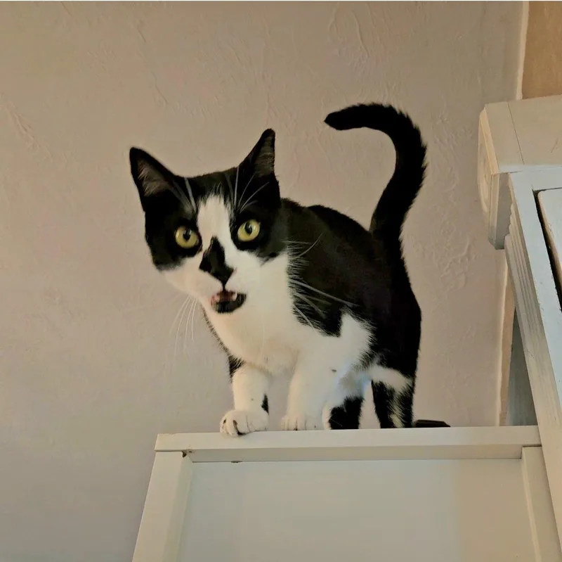 An adult medium-sized female Black & White / Tuxedo Domestic Short Hair cat named Monet for adoption in Longwood, FL