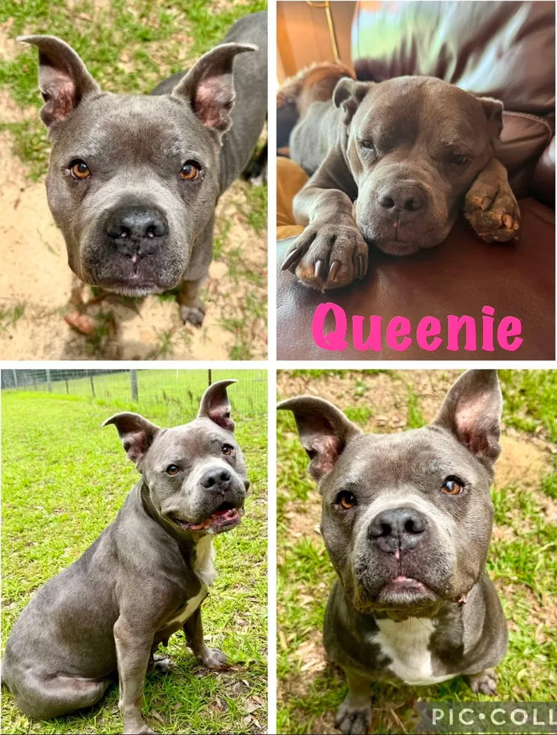 Queenie