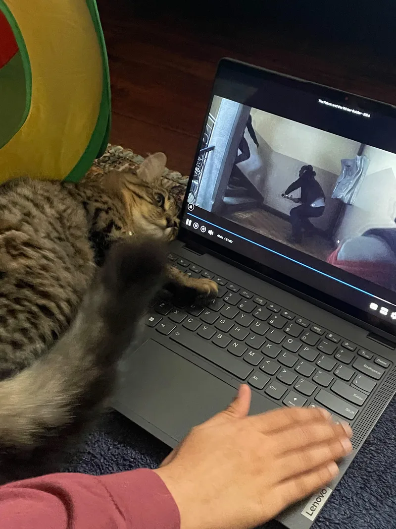 A young medium-sized female Maine Coon cat named Luna for adoption in San Jose, CA