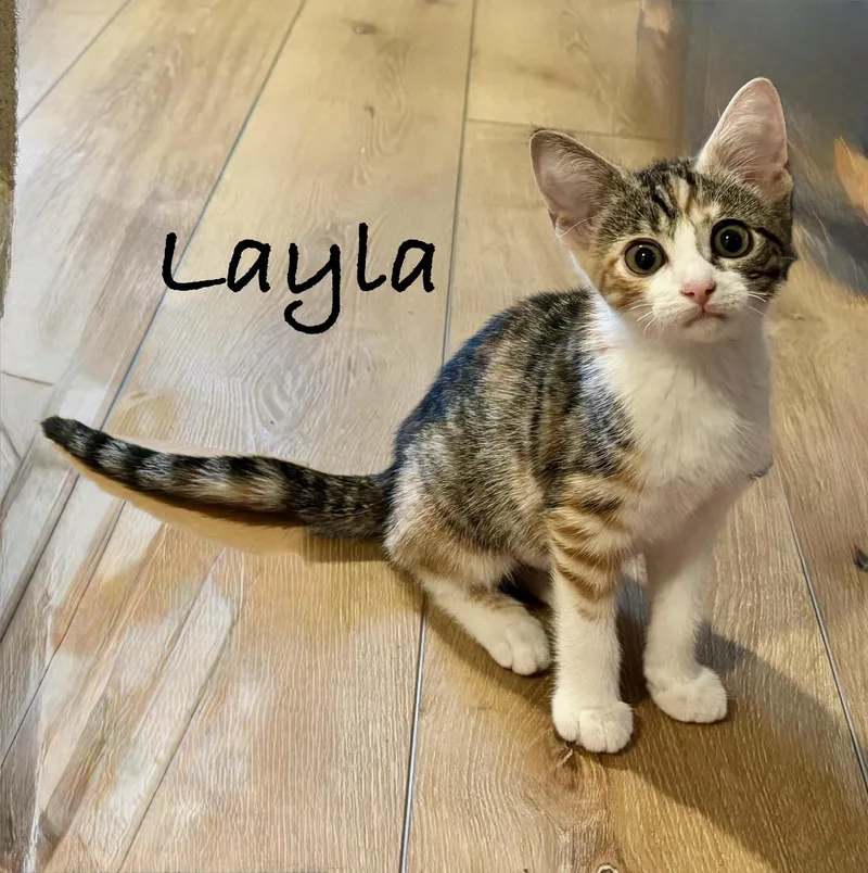 A baby medium-sized female Calico Domestic Short Hair cat named Layla for adoption in Pawleys Island, SC
