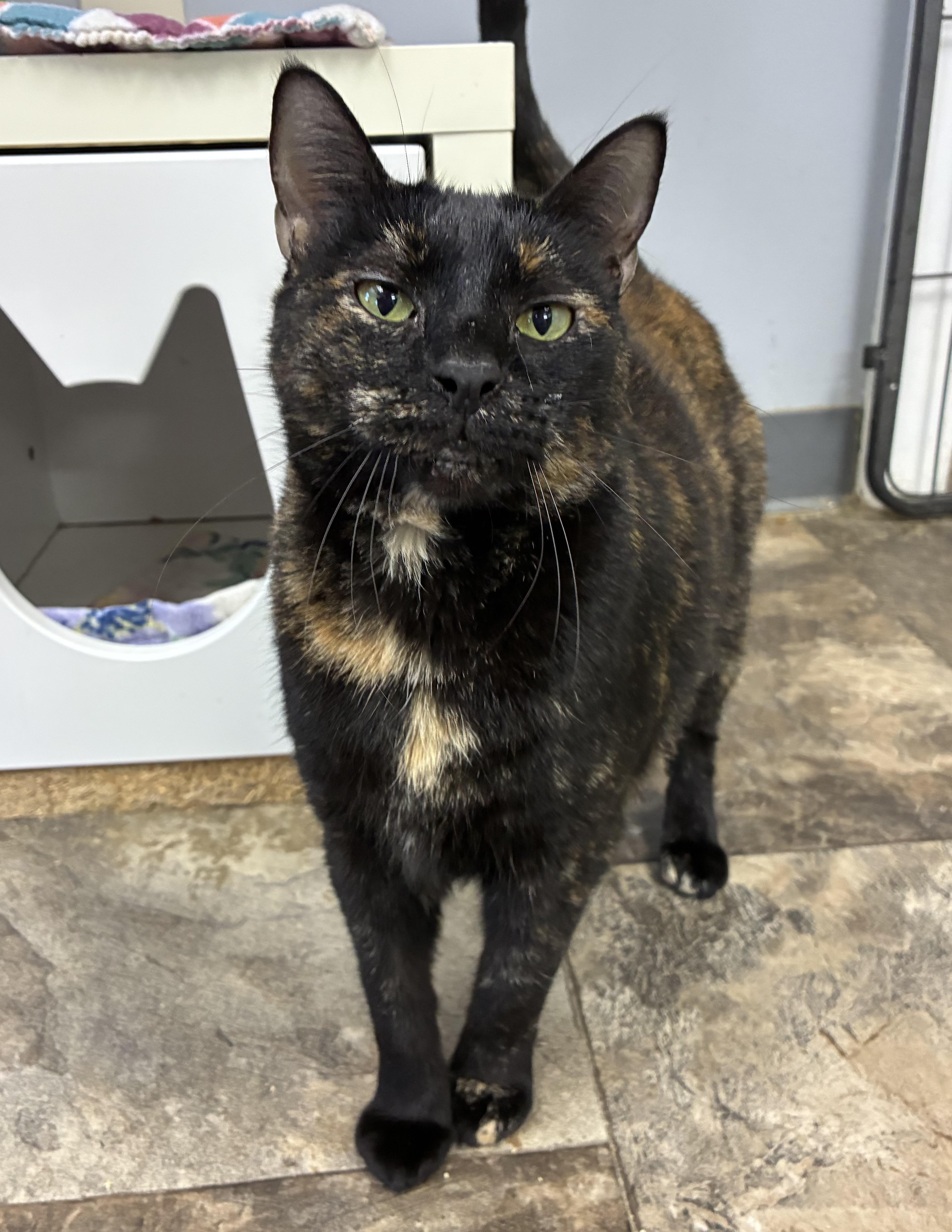 An adult medium-sized female Tortoiseshell Domestic Short Hair cat named Spritz for adoption in Breinigsville, PA