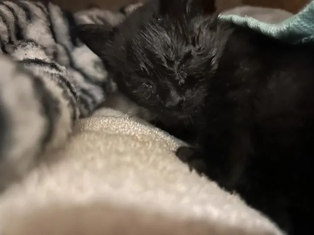 A baby small-sized male Domestic Short Hair cat named Astro for adoption in Riverside, CA