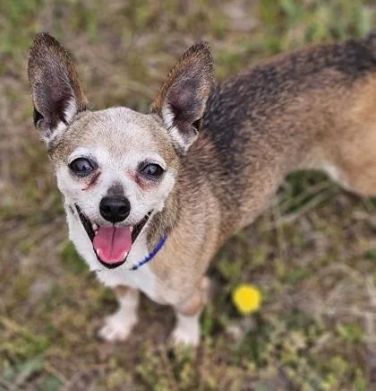 A senior small-sized male Chihuahua dog named Norman for adoption in West Chester, PA