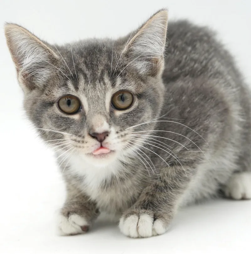 A baby small-sized female Tabby (Gray / Blue / Silver) Silver cat named Slate will rock your for adoption in Bedford Hills, NY