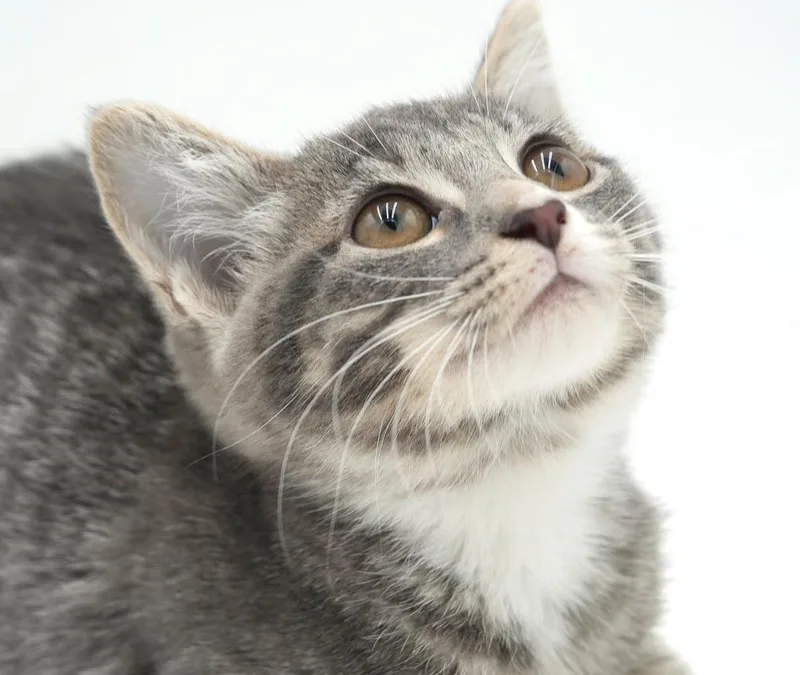 Slate will rock your thumbnail 3