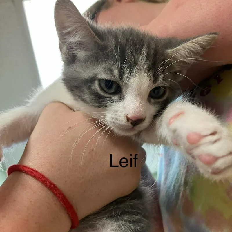 A baby small-sized male Lilac Point Domestic Short Hair cat named Leif for adoption in Madill, OK