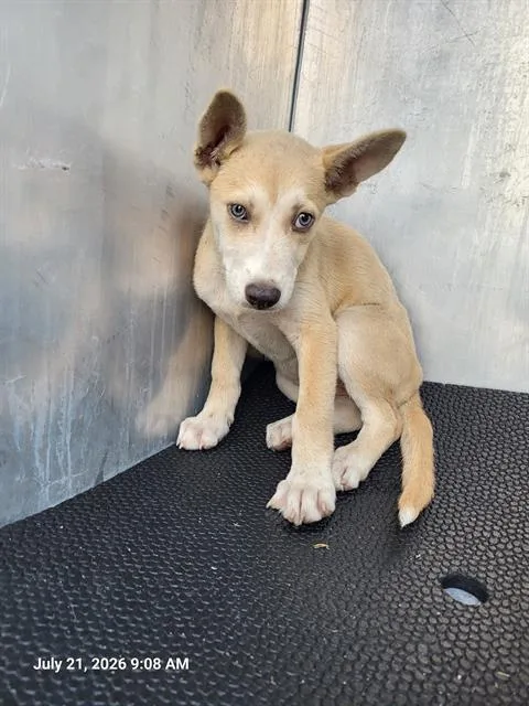 A baby small-sized male Husky dog named Joey John for adoption in San Antonio, TX