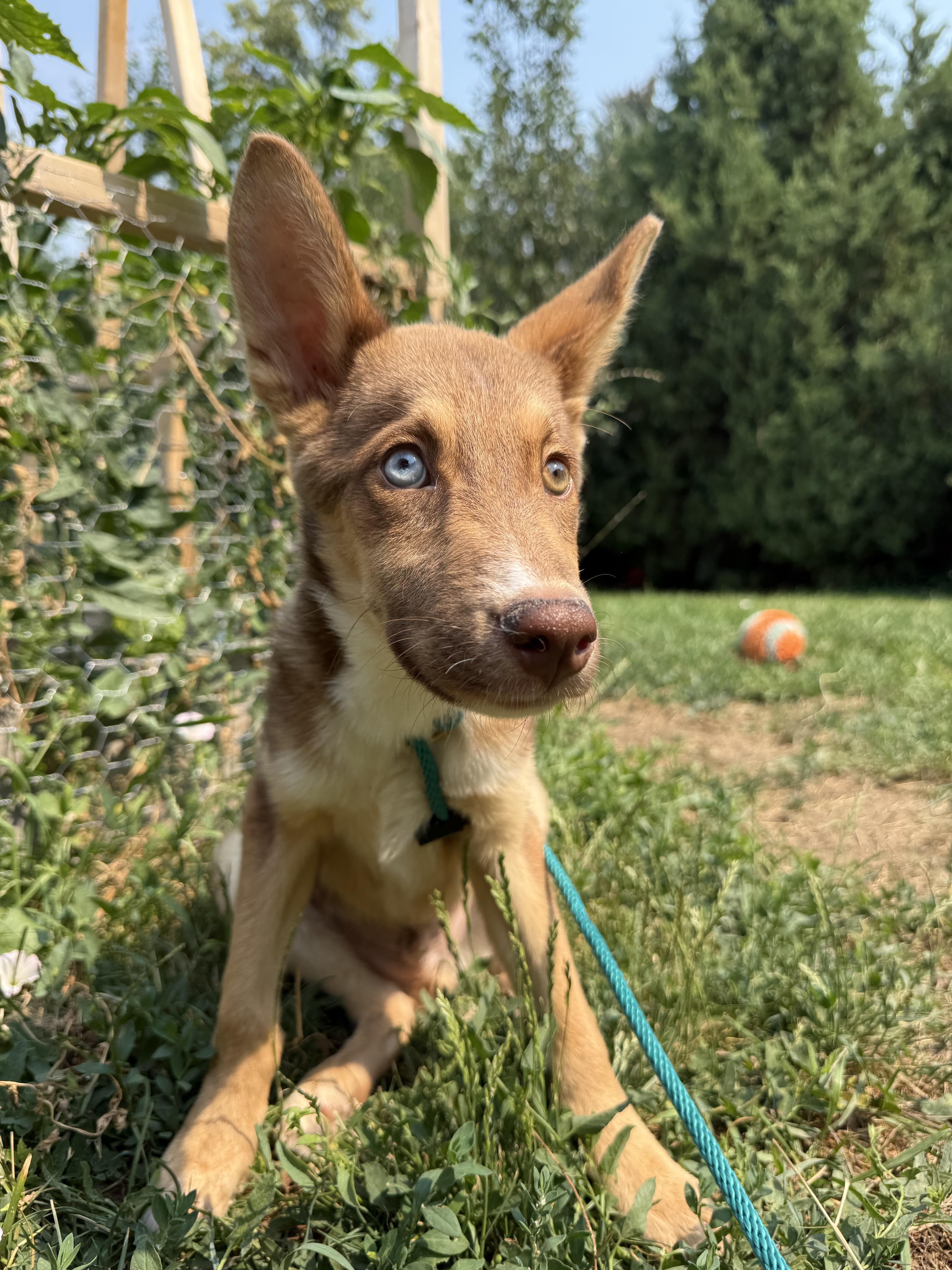 A baby medium-sized male Red / Chestnut / Orange Husky dog named Murray for adoption in Boulder, CO