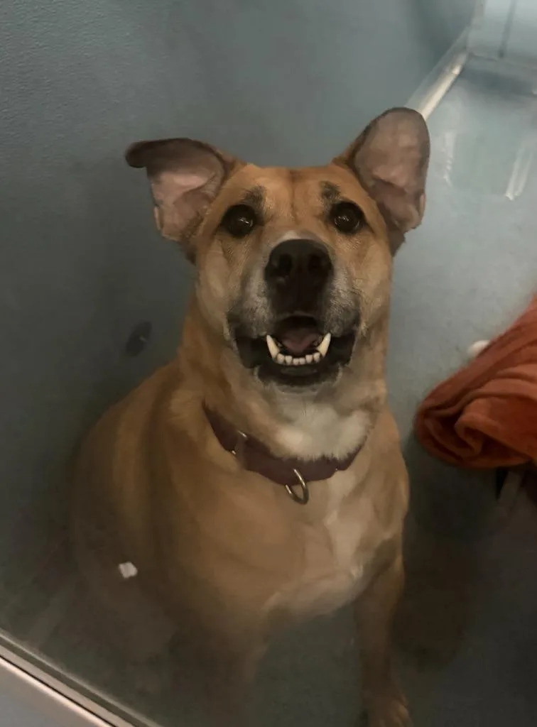 An adult large-sized female Mixed Breed dog named Amara for adoption in Hyde Park, NY