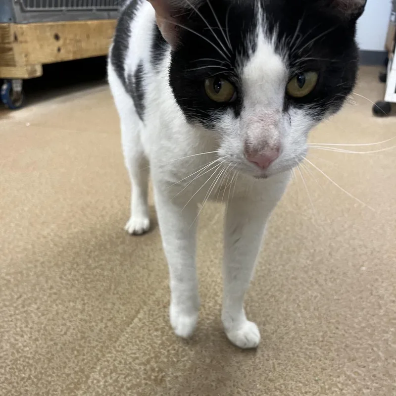 An adult large-sized male Domestic Short Hair cat named Sinny for adoption in Ruckersville, VA