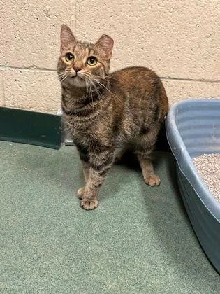An adult small-sized female Torbie Domestic Short Hair cat named Norah for adoption in Williamsport, PA
