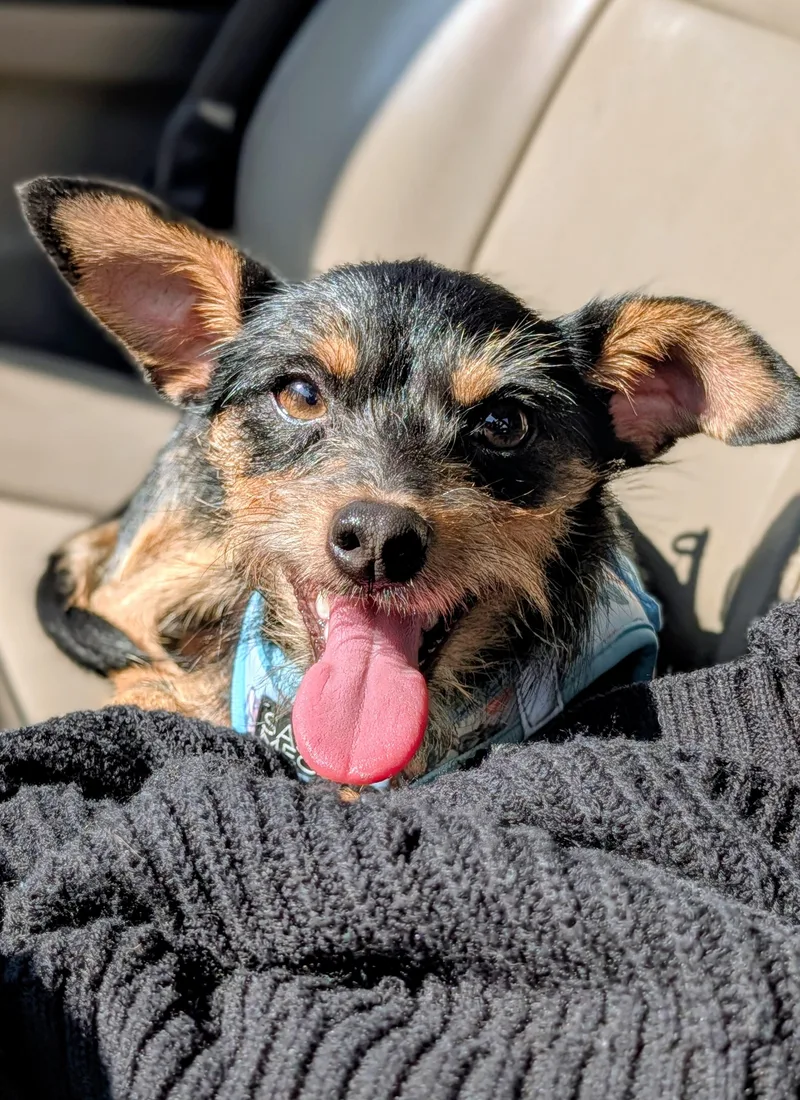 A young medium-sized male Black Yorkshire Terrier dog named Razzle for adoption in Baton Rouge, LA