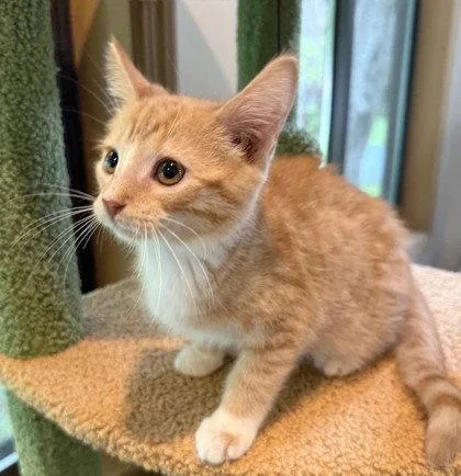 A young small-sized male Orange & White Domestic Short Hair cat named Pheasant for adoption in Midland, VA