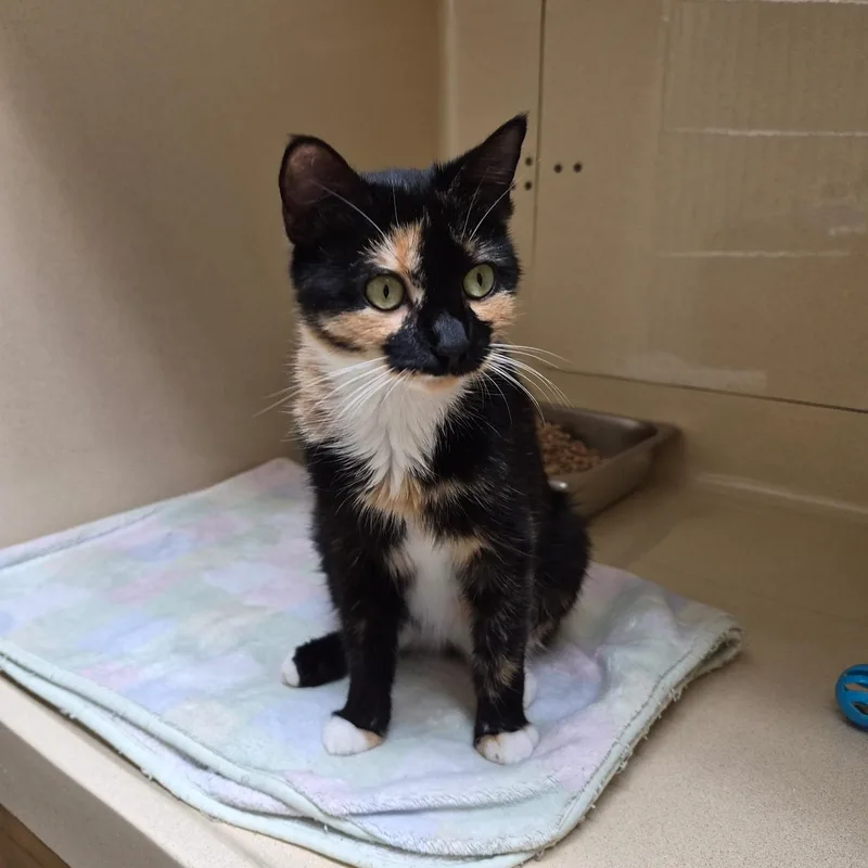 A young small-sized female Calico cat named Chakri for adoption in Clarksville, VA