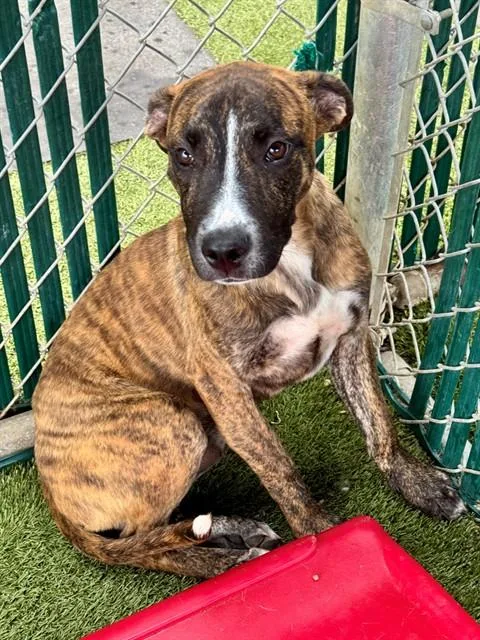 A young small-sized male Terrier dog named Simon for adoption in Olivette, MO