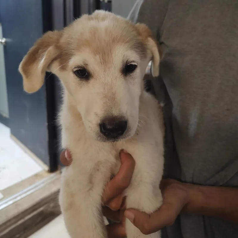 A young medium-sized male Great Pyrenees dog named Maggie P for adoption in Corsicana, TX