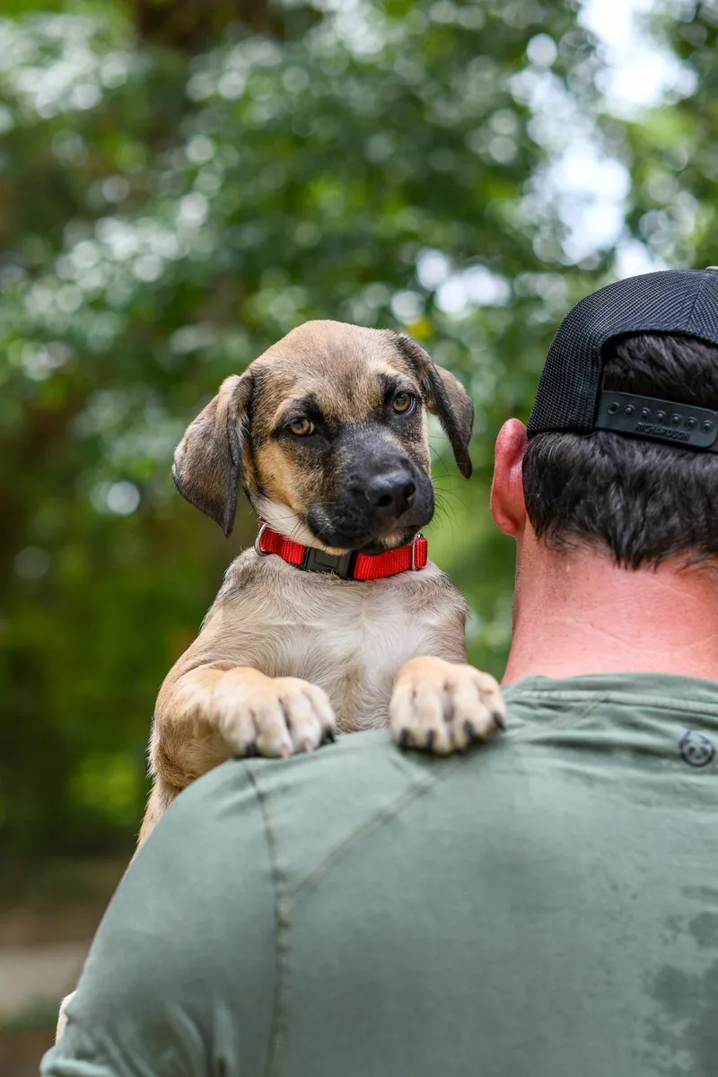 A baby medium-sized female Sable Mixed Breed dog named Shyla for adoption in BONIFAY, FL