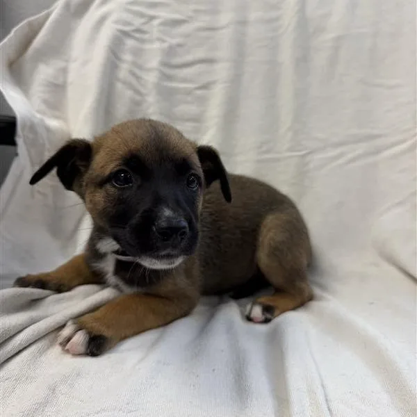 A baby small-sized female Shepherd dog named Briar for adoption in Long Beach, CA