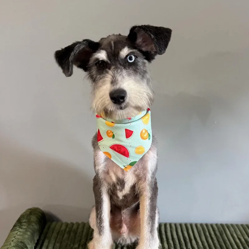 A young medium-sized male Aussiedoodle dog named Alfie for adoption in Covington, TN