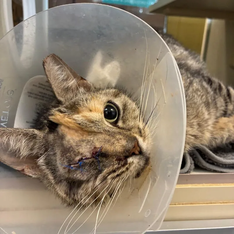 A senior medium-sized female Tortoiseshell Domestic Short Hair cat named Churro for adoption in West Olive, MI