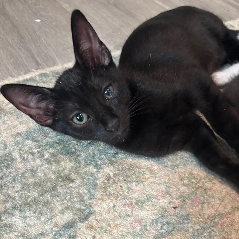 A baby small-sized male Black Domestic Short Hair cat named Earl for adoption in Bulverde, TX
