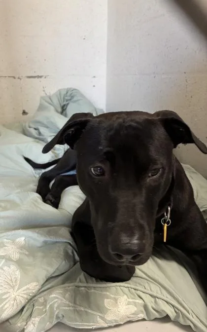 An adult large-sized male Labrador Retriever dog named Kato for adoption in Gainesville, FL