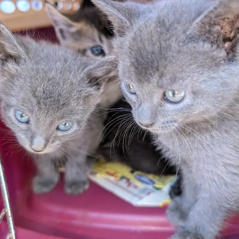 A baby small-sized female Gray / Blue / Silver Domestic Short Hair cat named Nami for adoption in Simi Valley, CA