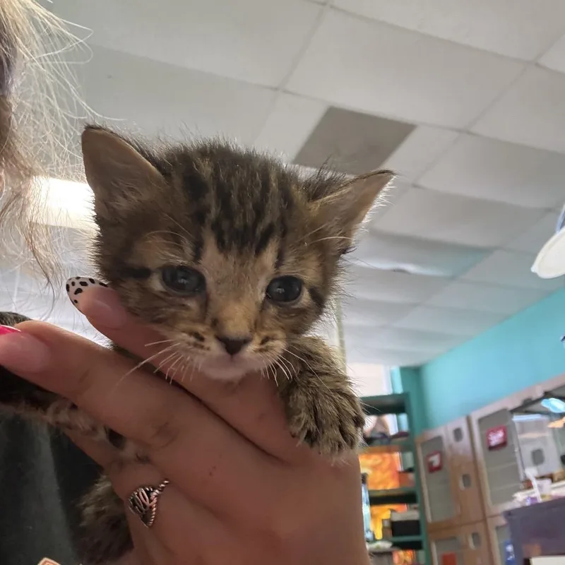 A baby small-sized female Gray / Blue / Silver Domestic Short Hair cat named Veruca for adoption in Lake Jackson, TX