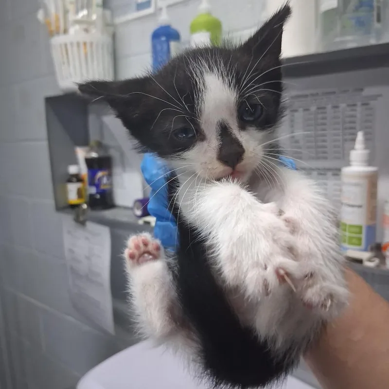 A baby small-sized male Black Domestic Short Hair cat named Spencer @ Azalea Square for adoption in Summerville, SC