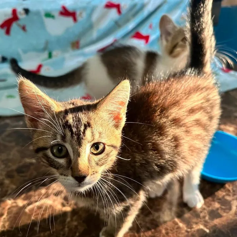 A baby small-sized male Brown / Chocolate Domestic Short Hair cat named Rooster for adoption in Dearborn, MI