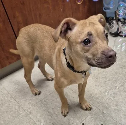 A baby small-sized female Mixed Breed dog named Cinnamon for adoption in Hamilton, OH