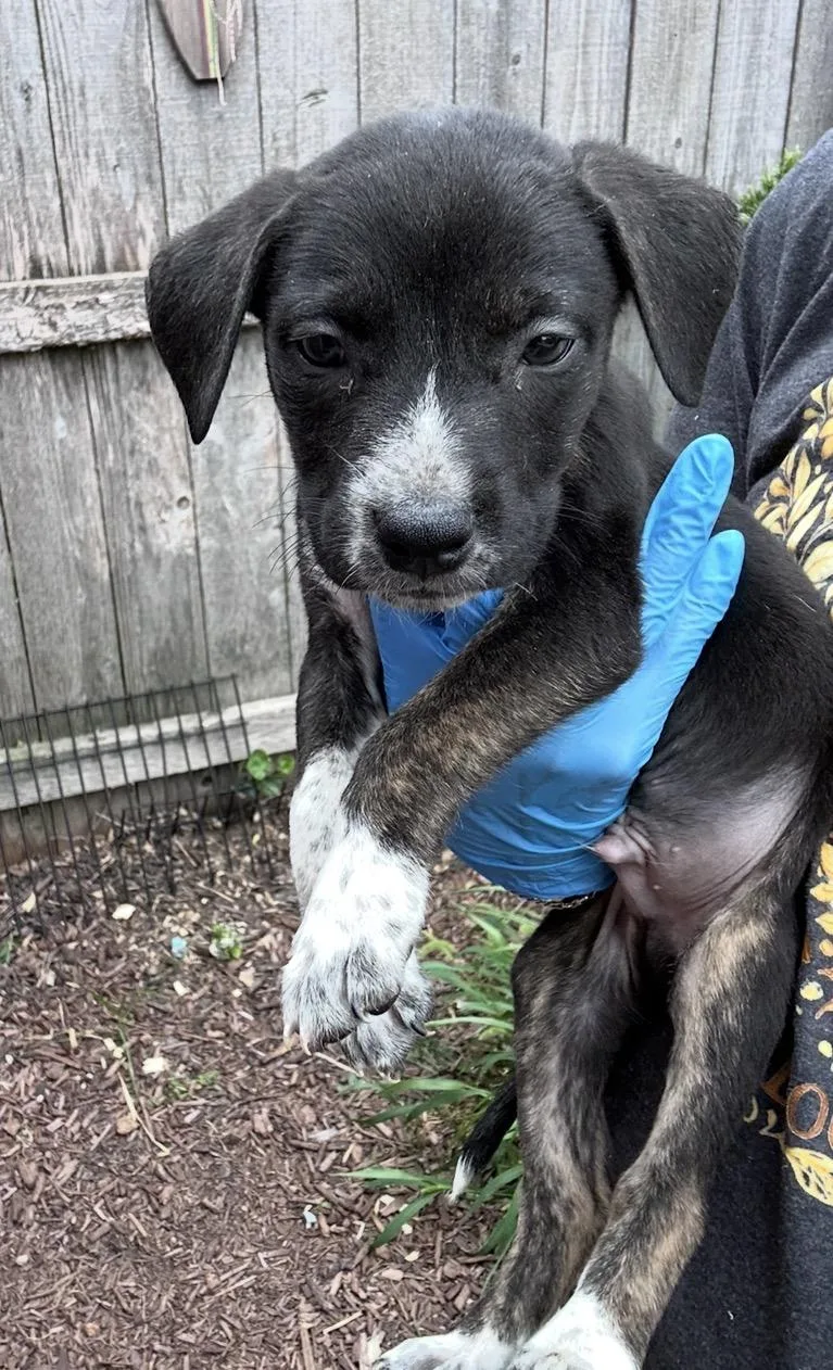 A baby medium-sized male Black Australian Cattle Dog / Blue Heeler dog named Prince for adoption in Wonder Lake, IL